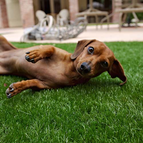 image of small dog on synlawn Green Bay artificial grass for pets