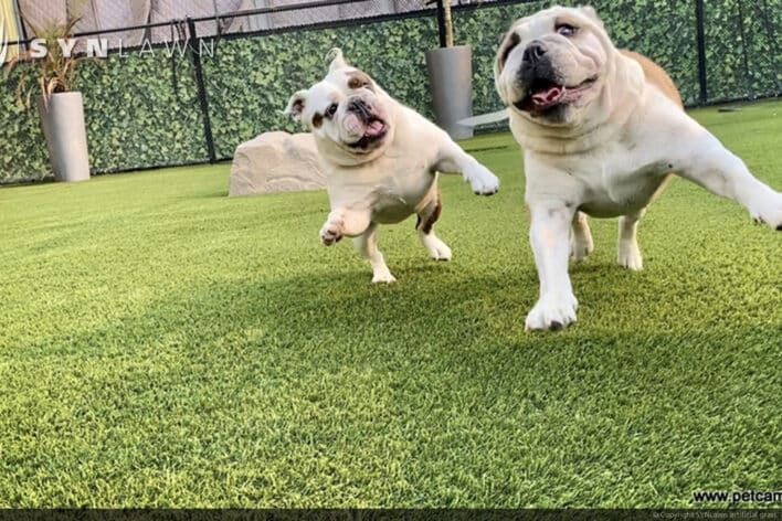 image of SYNLawn Green Bay WI pets camp dogs playing doggy day care facility